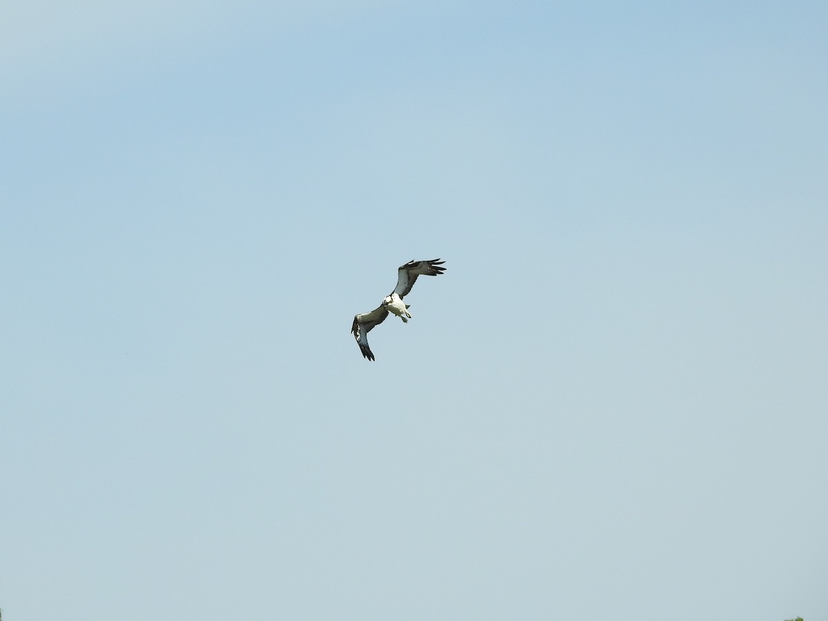 Osprey - ML634105815