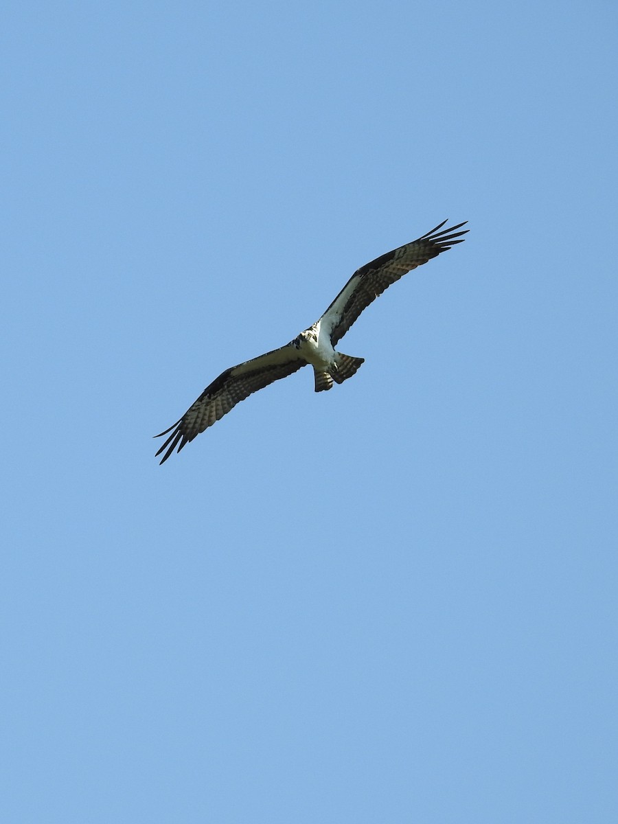 Osprey - ML634105817