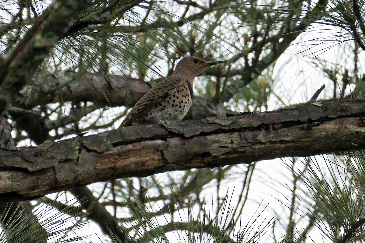 Northern Flicker - ML634105825