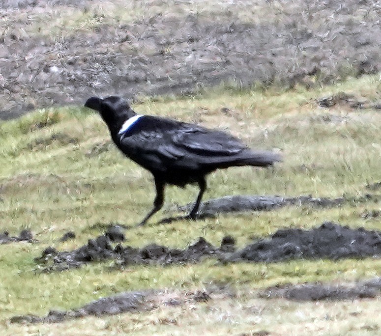 White-necked Raven - ML634105826
