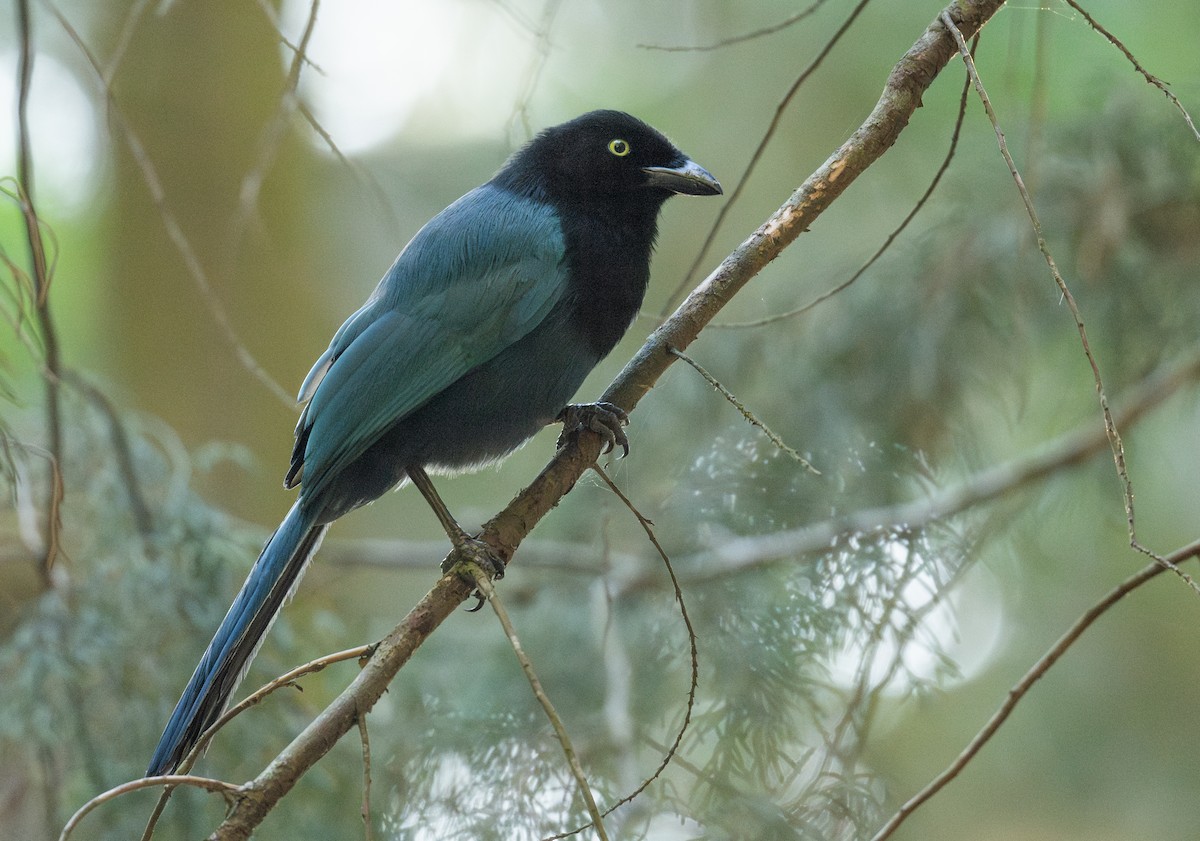 Bushy-crested Jay - ML634105891