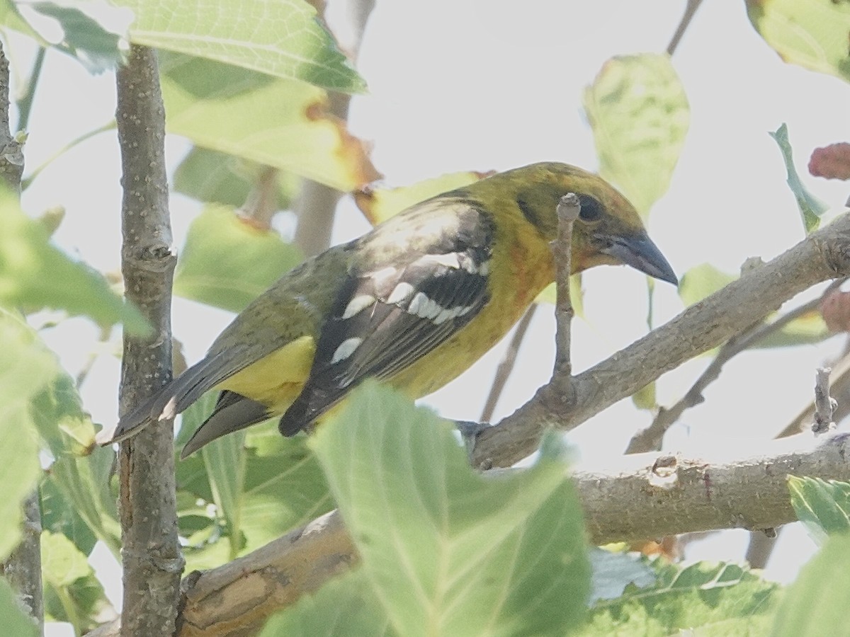 Flame-colored Tanager - ML634105900
