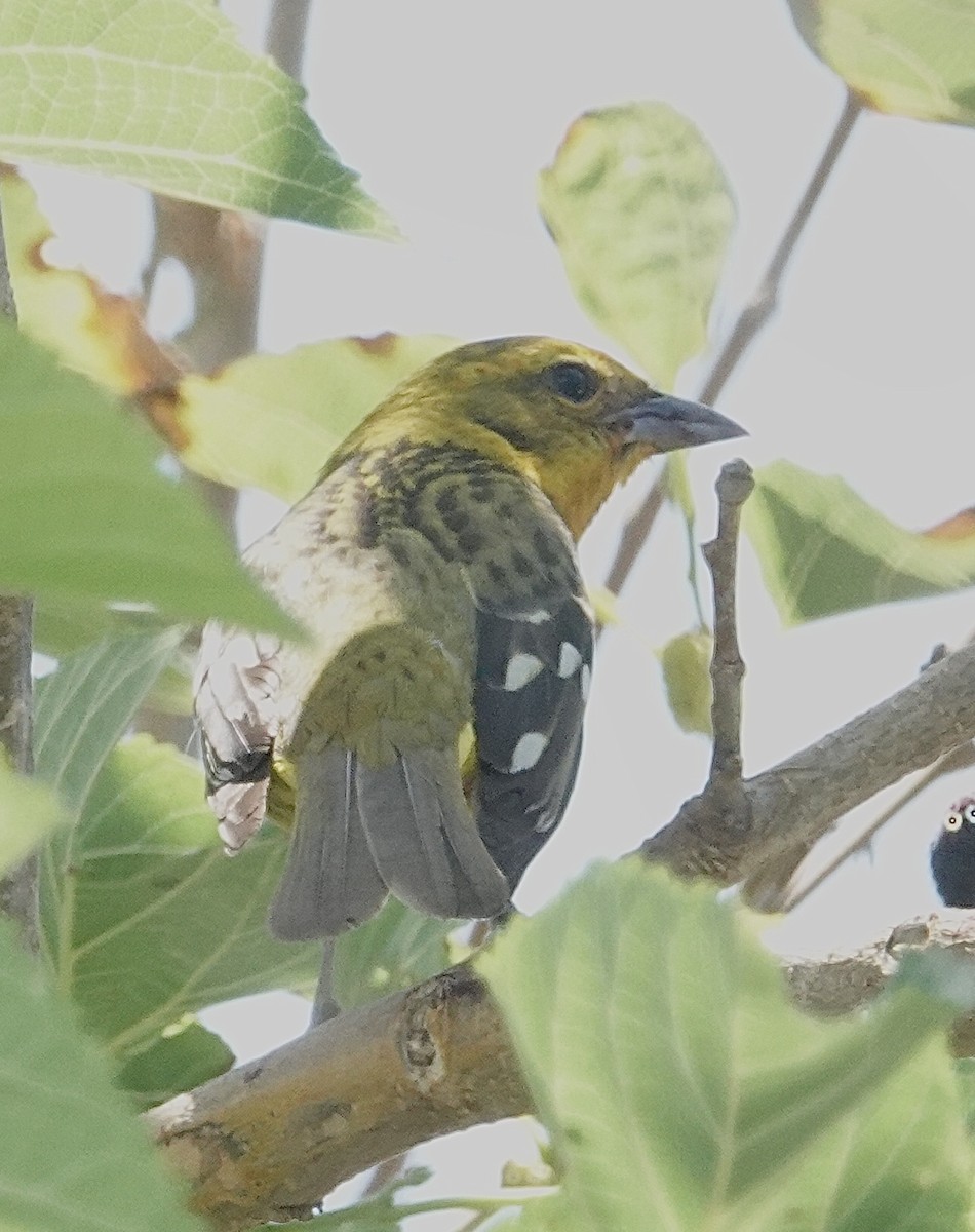 Flame-colored Tanager - ML634105901