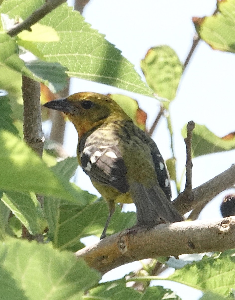 Flame-colored Tanager - ML634105902