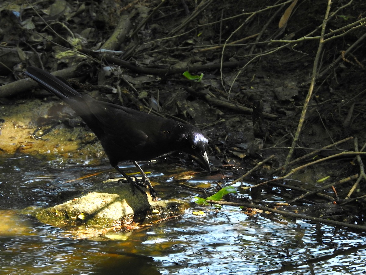 Common Grackle - ML634105909