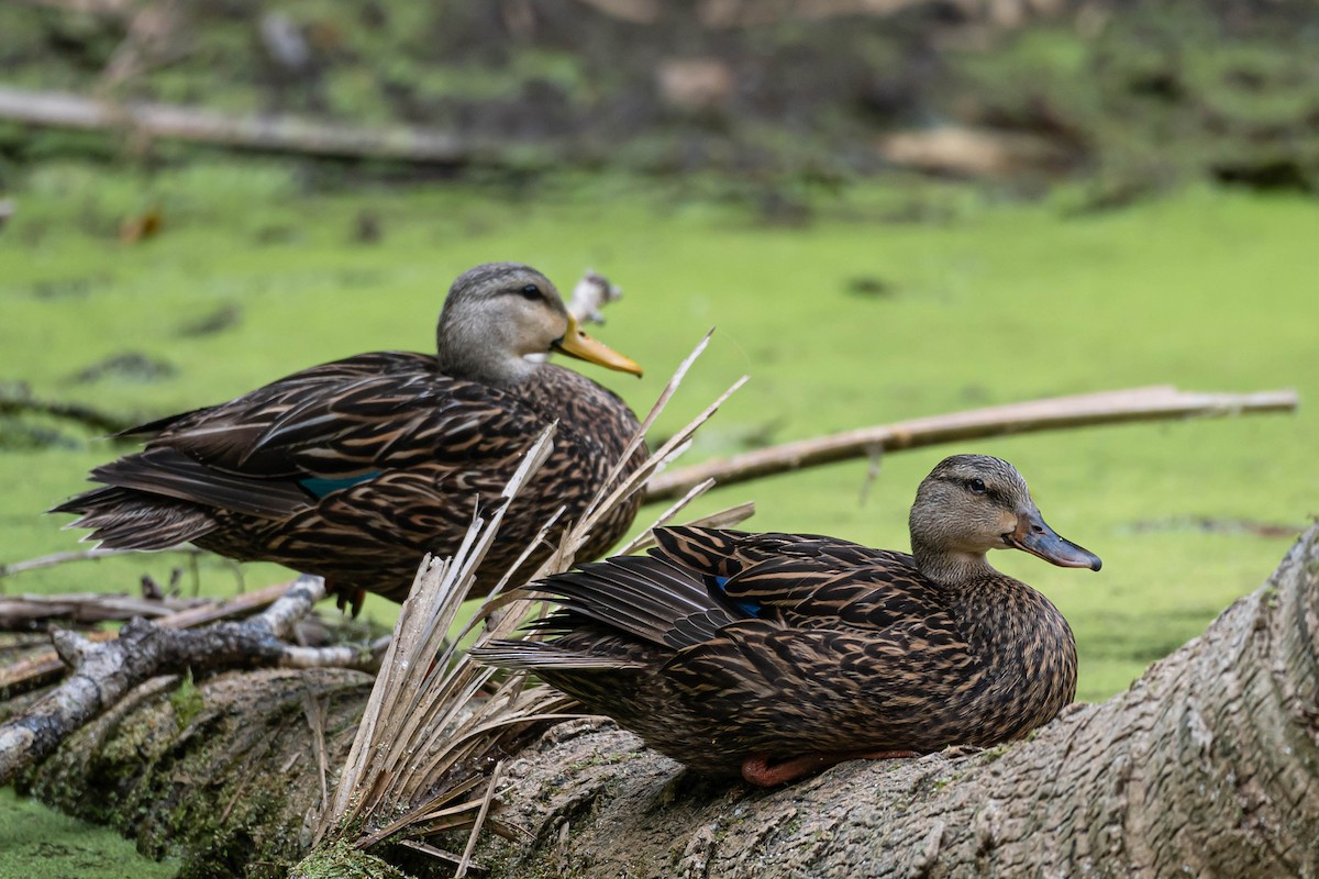 Mallard x Mottled Duck (hybrid) - ML634105938
