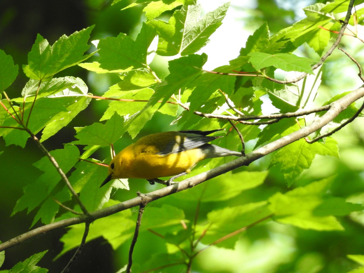 Prothonotary Warbler - ML634105945