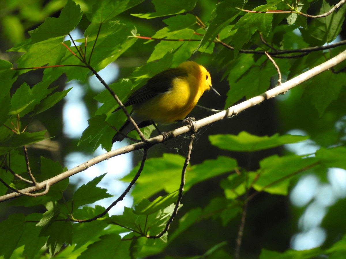 Prothonotary Warbler - ML634105946