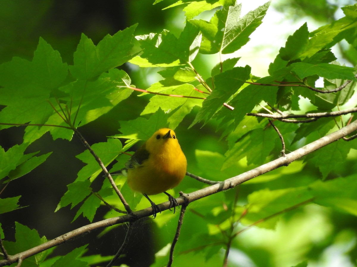 Prothonotary Warbler - ML634105947