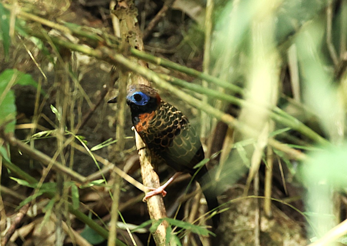 Ocellated Antbird - ML634105998