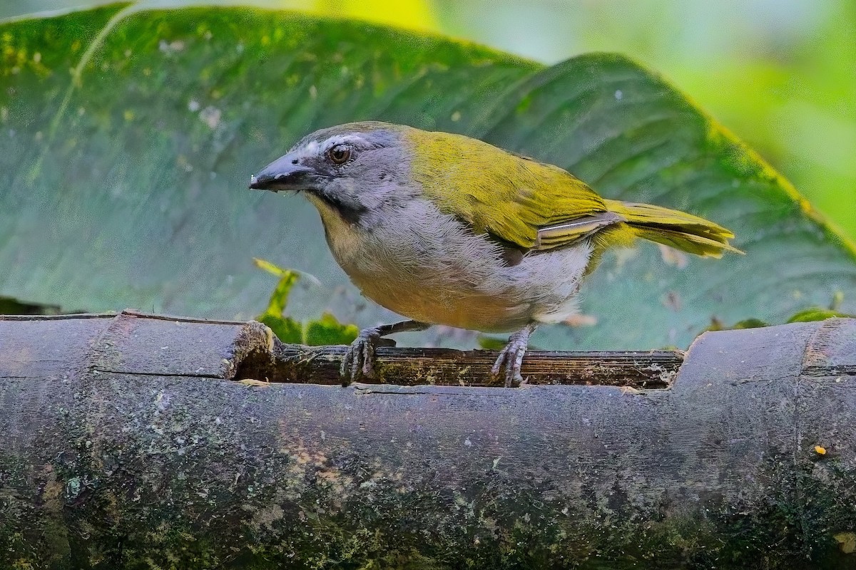 Büyük Saltator - ML634106008