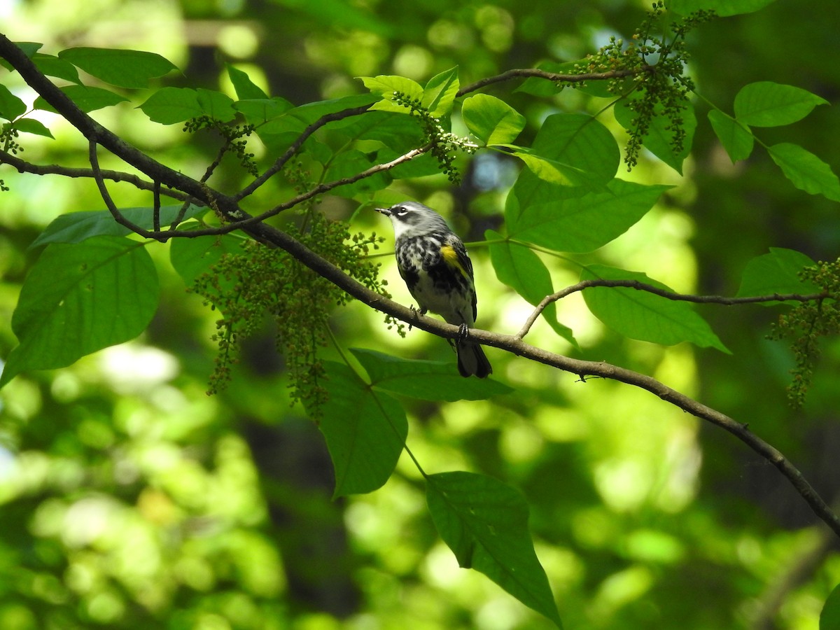 Yellow-rumped Warbler - ML634106094