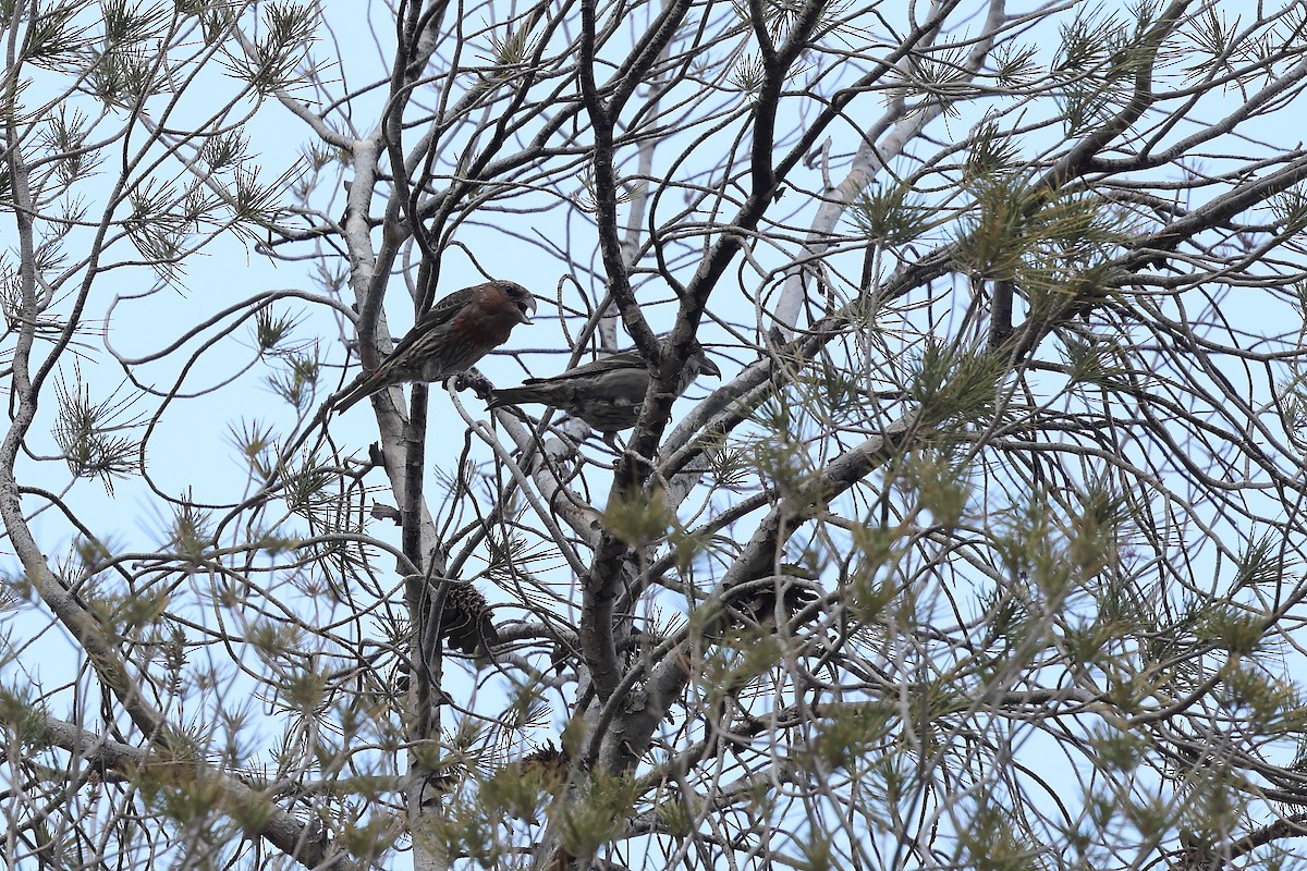 Red Crossbill (North African) - ML634106145