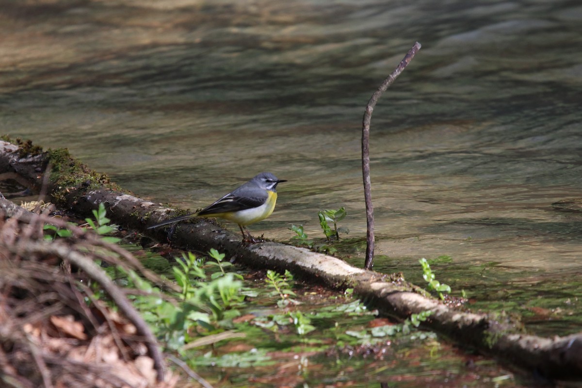 Gray Wagtail - ML634106170