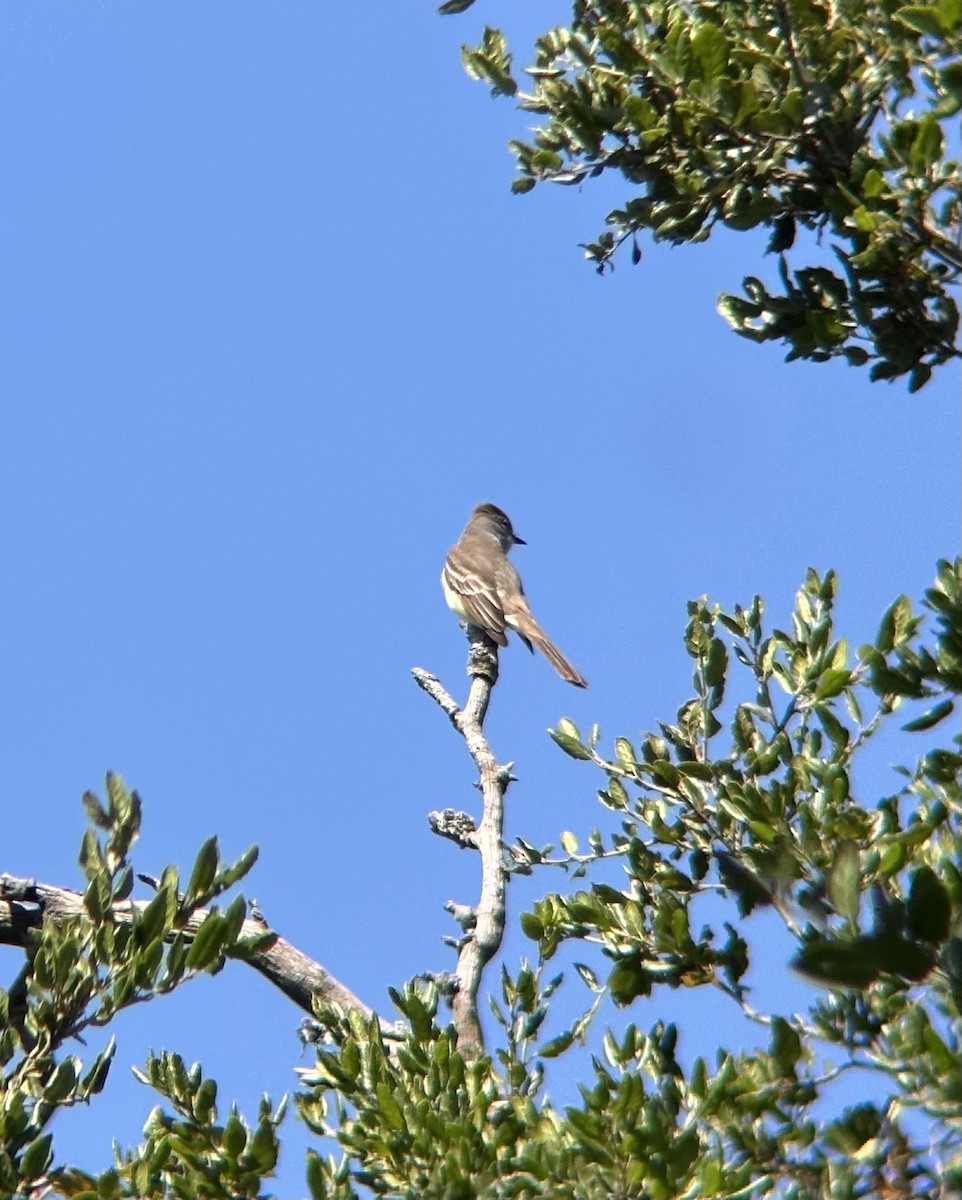 Ash-throated Flycatcher - ML634106198