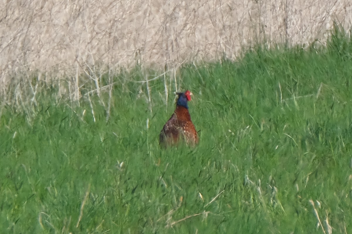 Ring-necked Pheasant - ML634106200