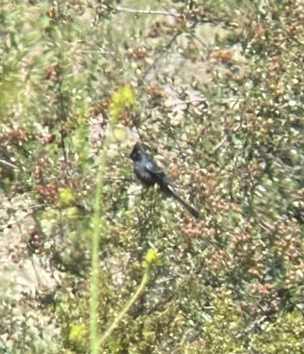 Phainopepla - ML634106229