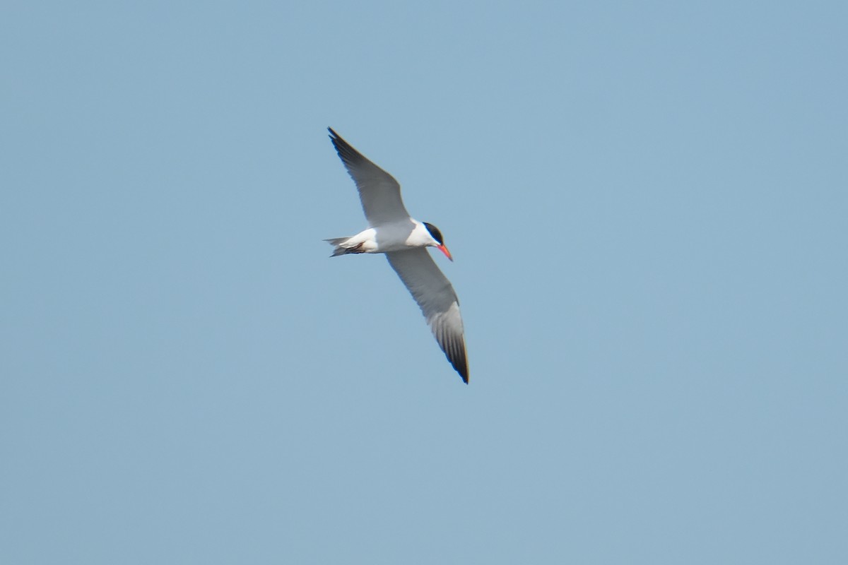 Caspian Tern - ML634106231