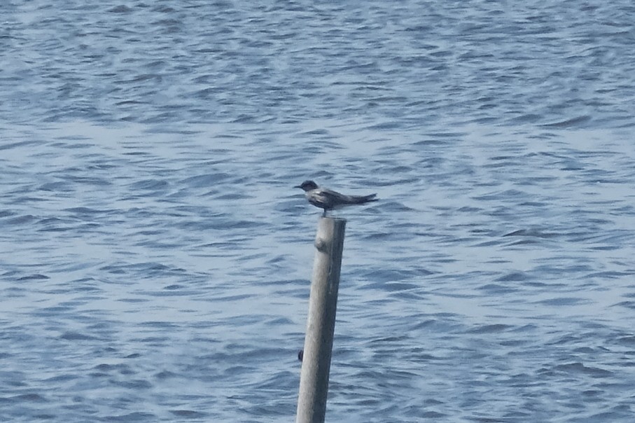 Black Tern - ML634106233