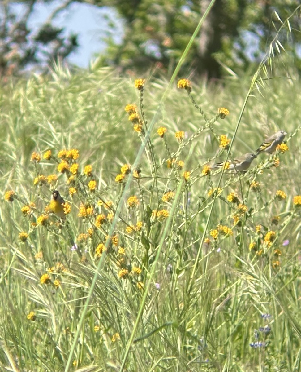 Lawrence's Goldfinch - ML634106234