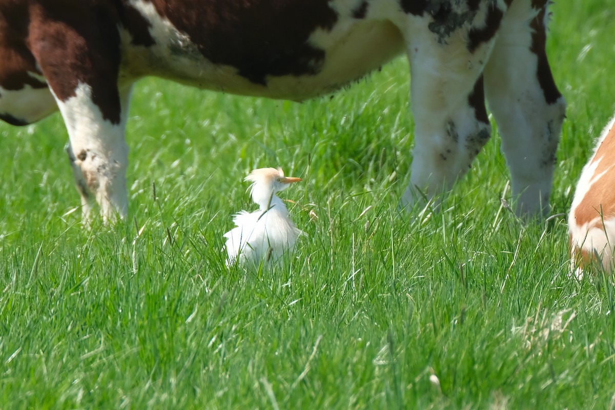 Western Cattle-Egret - ML634106246