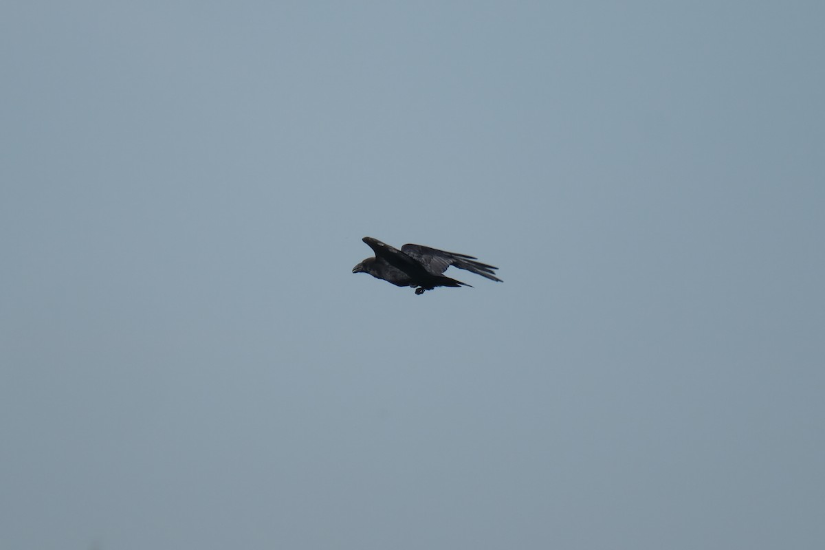 Common Raven - ML634106252