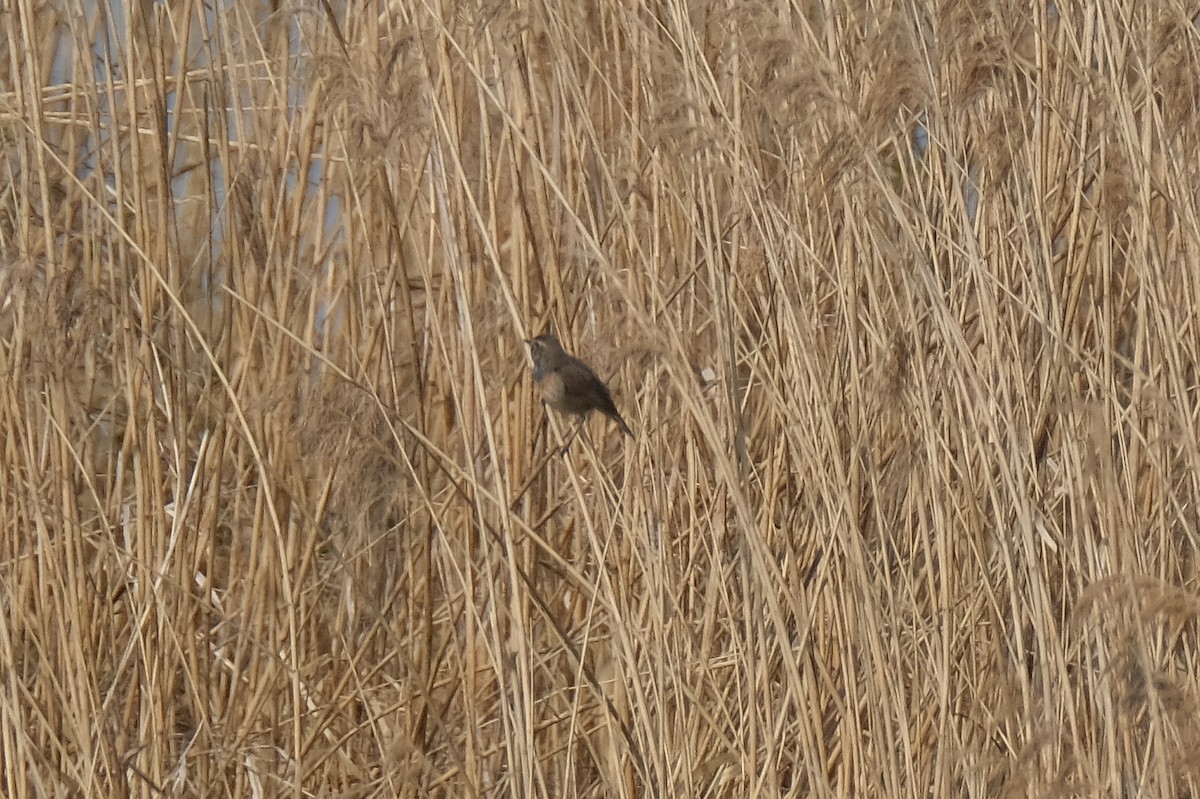 Bluethroat - ML634106272