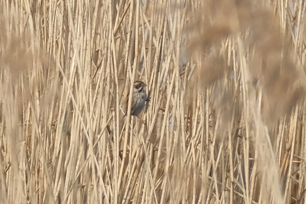 Reed Bunting - ML634106304