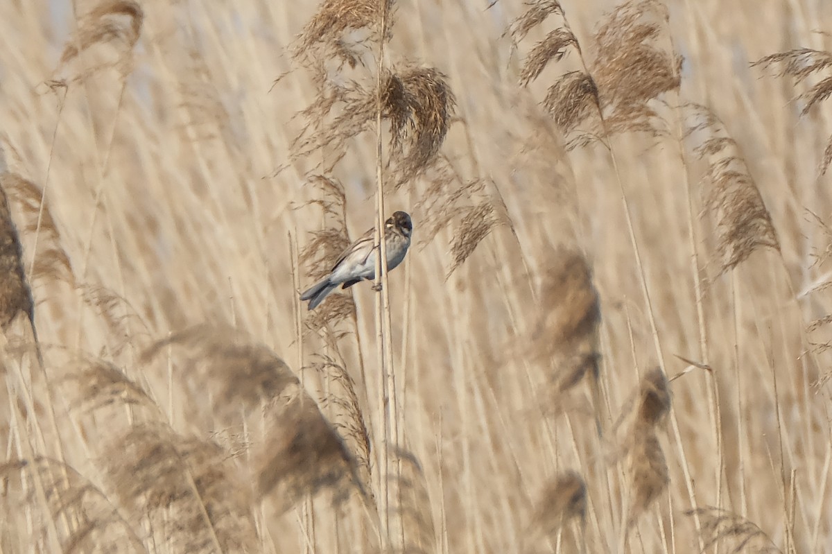 Reed Bunting - ML634106305