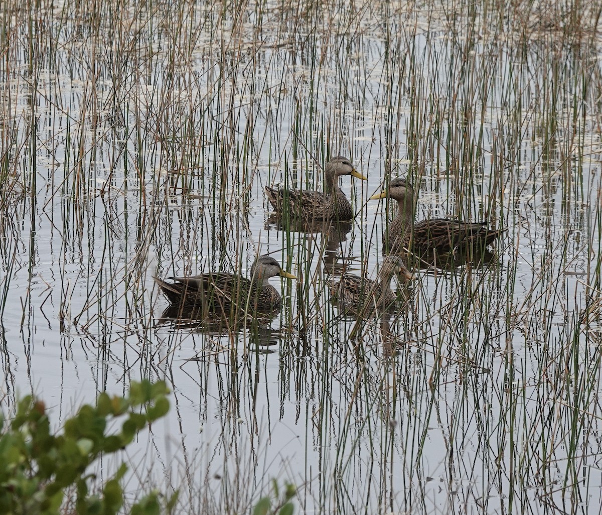 Mottled Duck - ML634106355