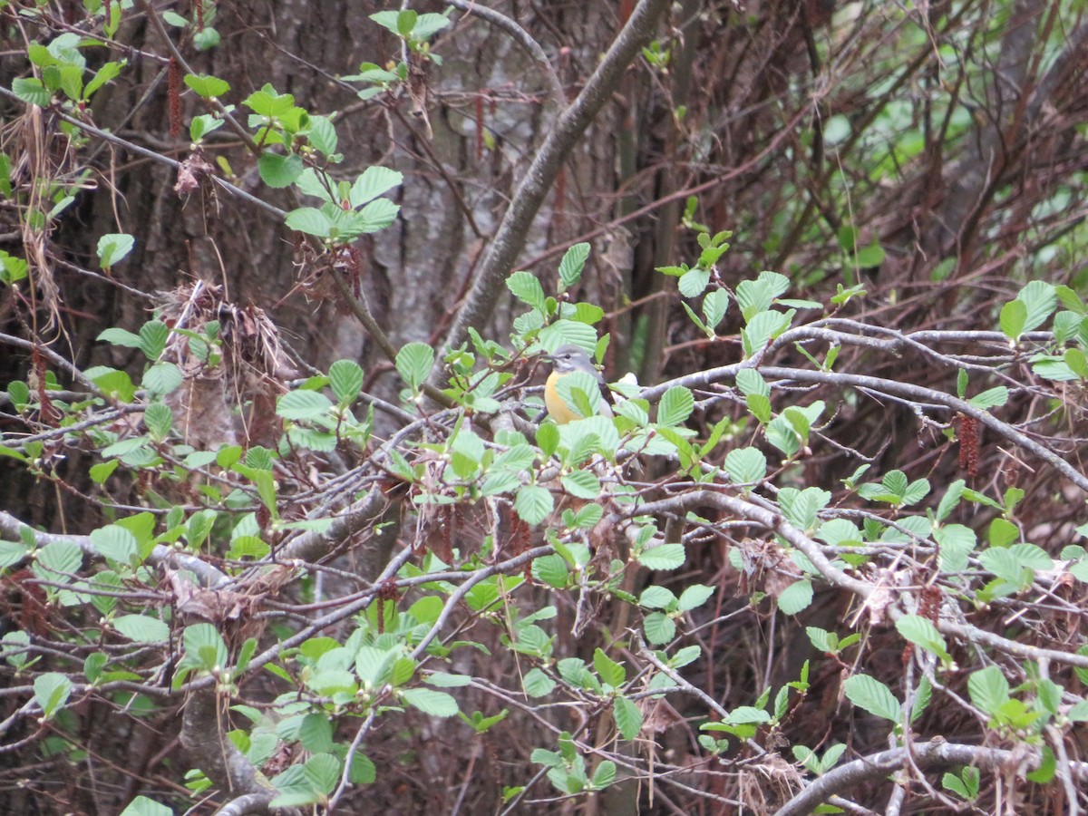 Gray Wagtail - ML634106357