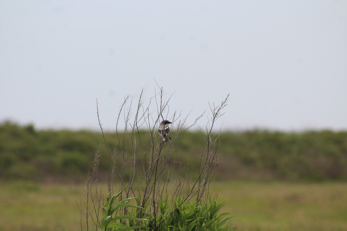 Loggerhead Shrike - ML634106440