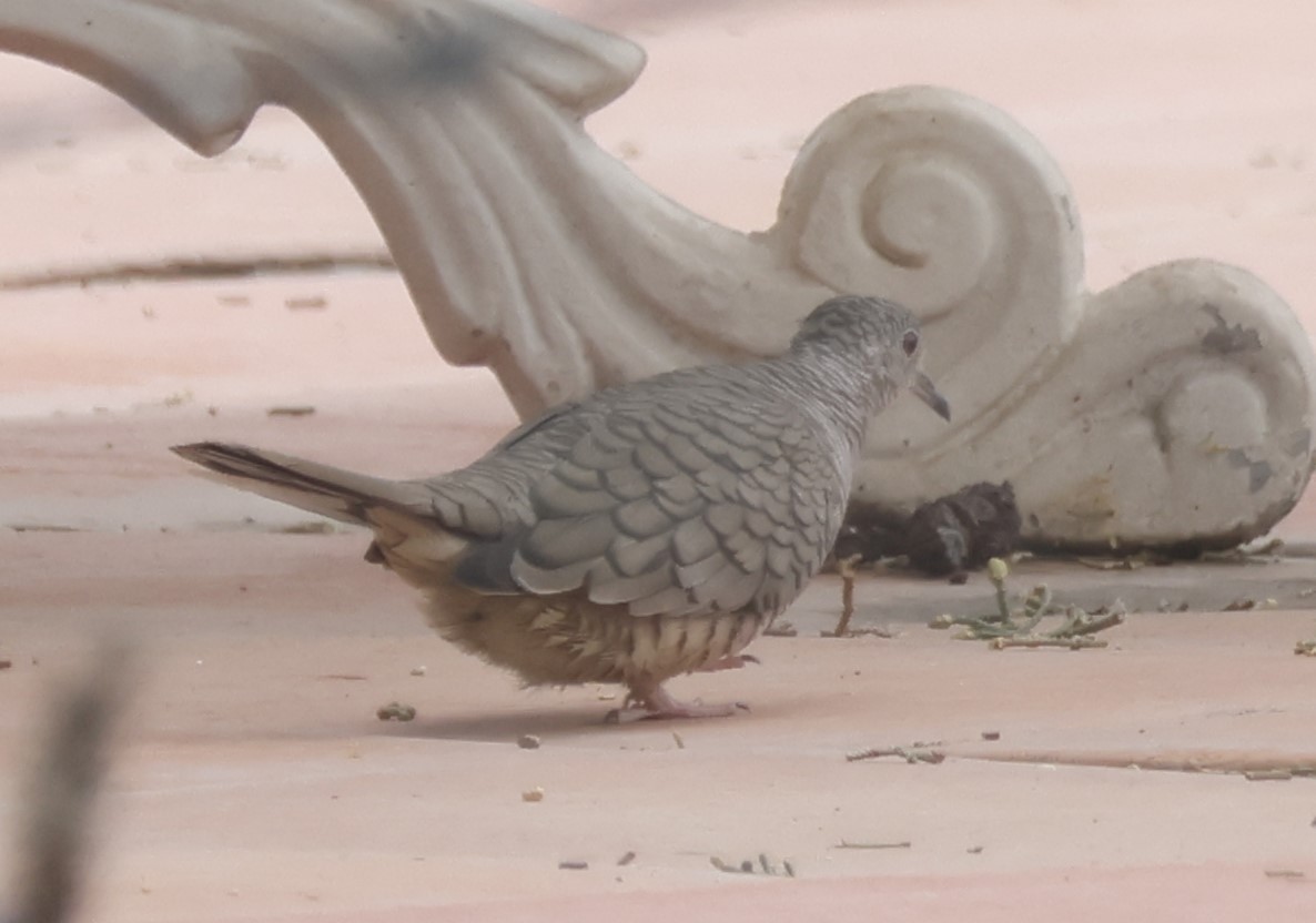 Inca Dove - ML634106528