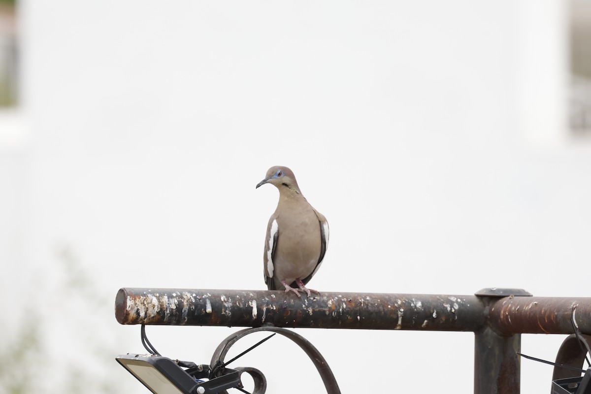 White-winged Dove - ML634106552