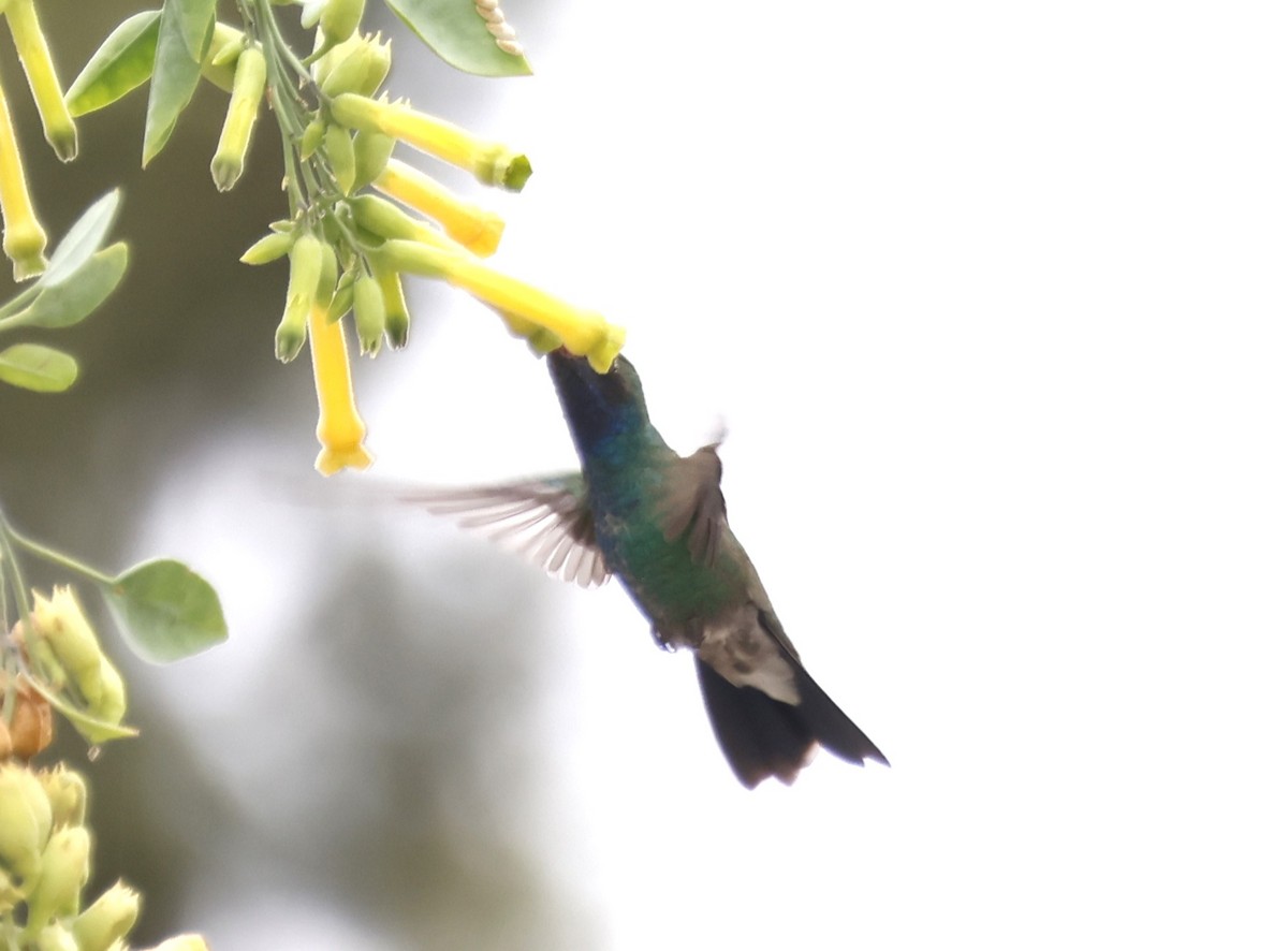 Broad-billed Hummingbird - ML634106563