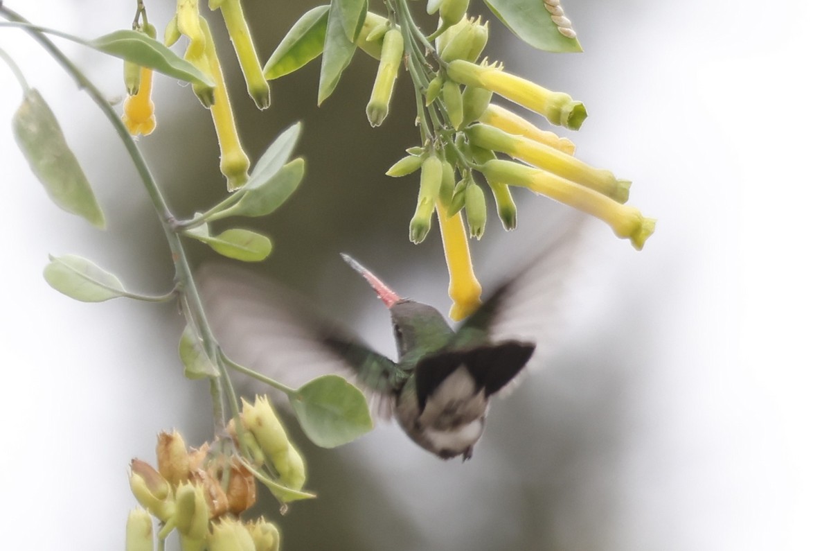 Broad-billed Hummingbird - ML634106564