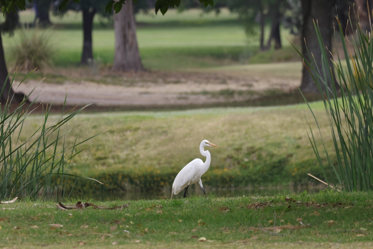 Great Egret - ML634106569