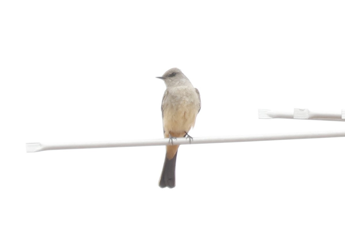 Say's Phoebe - ML634106584
