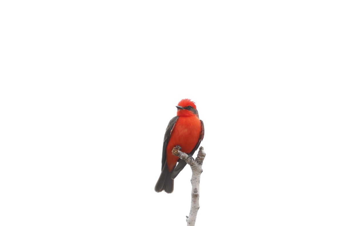 Vermilion Flycatcher - ML634106596