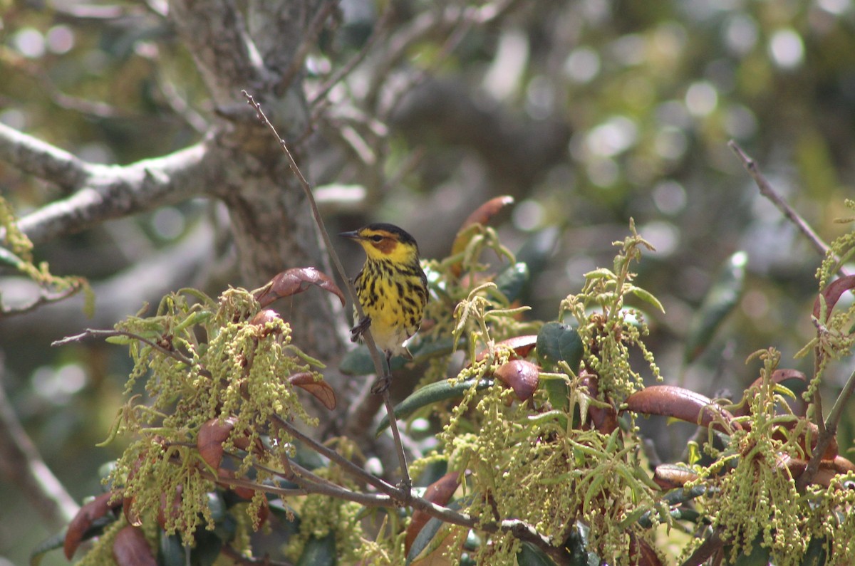 Cape May Warbler - ML634106601