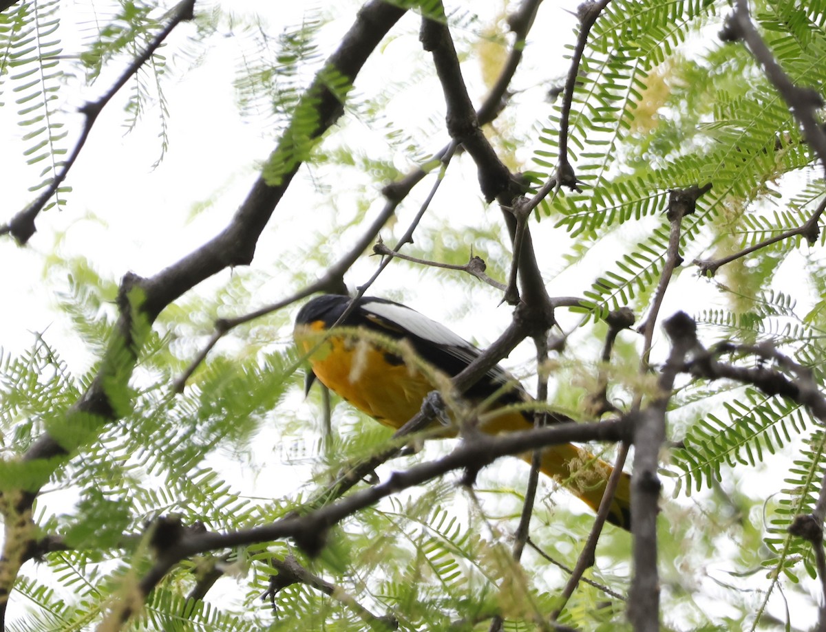 Black-backed Oriole - ML634106608