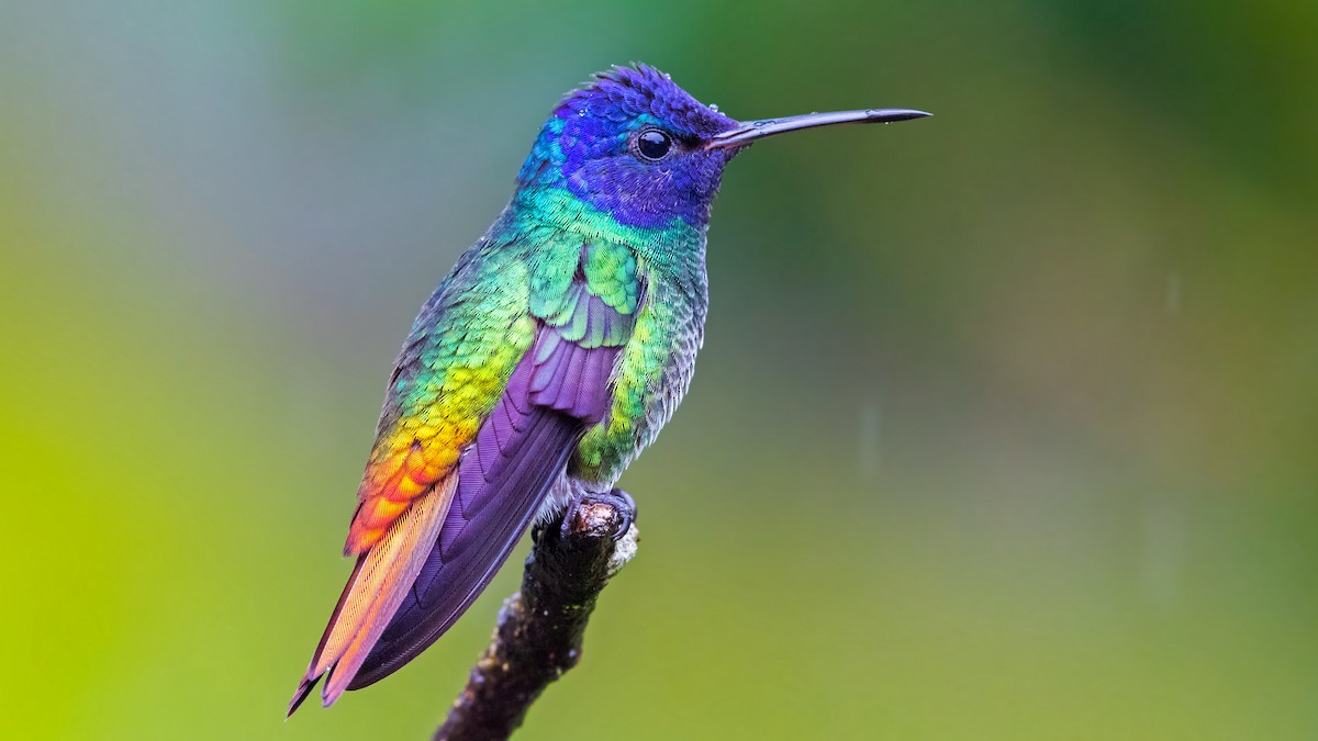 Golden-tailed Sapphire - ML634106624