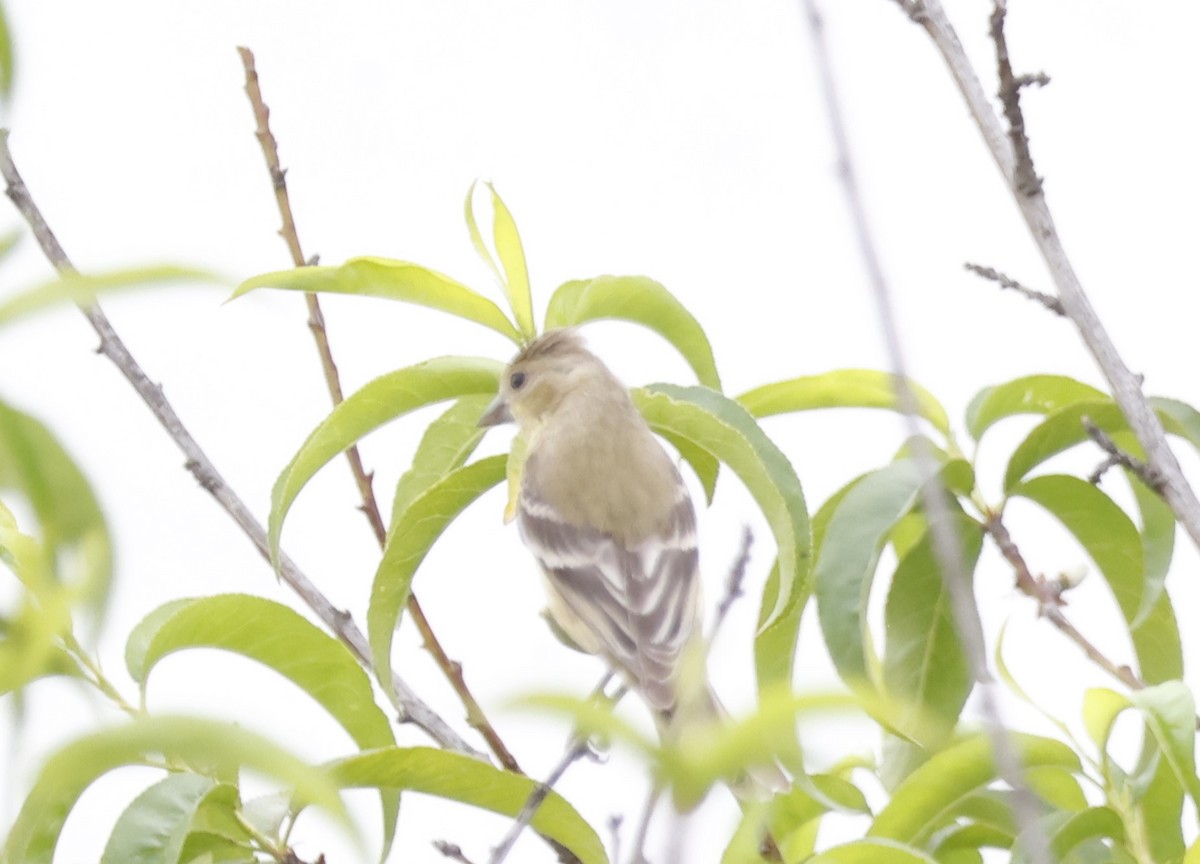 Lesser Goldfinch - ML634106625