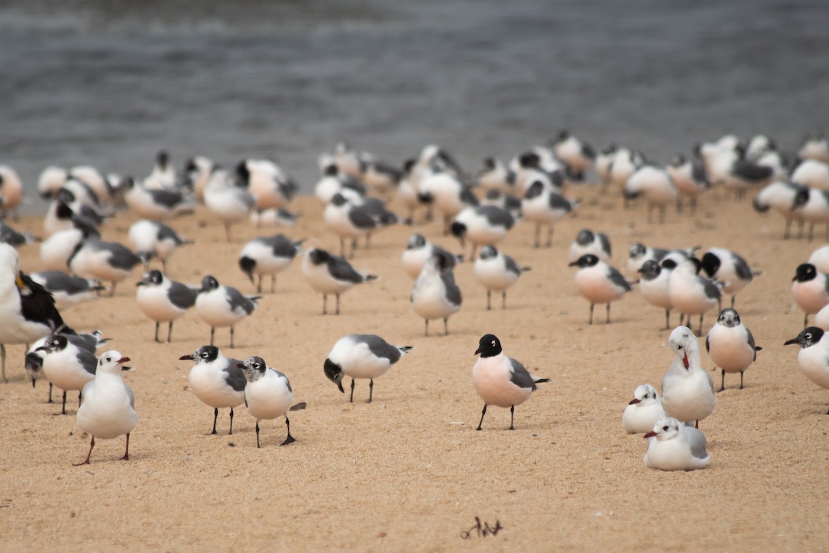 Franklin's Gull - ML634106663