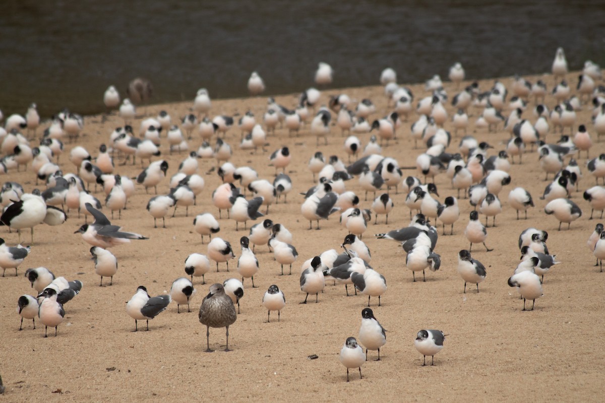 Franklin's Gull - ML634106664