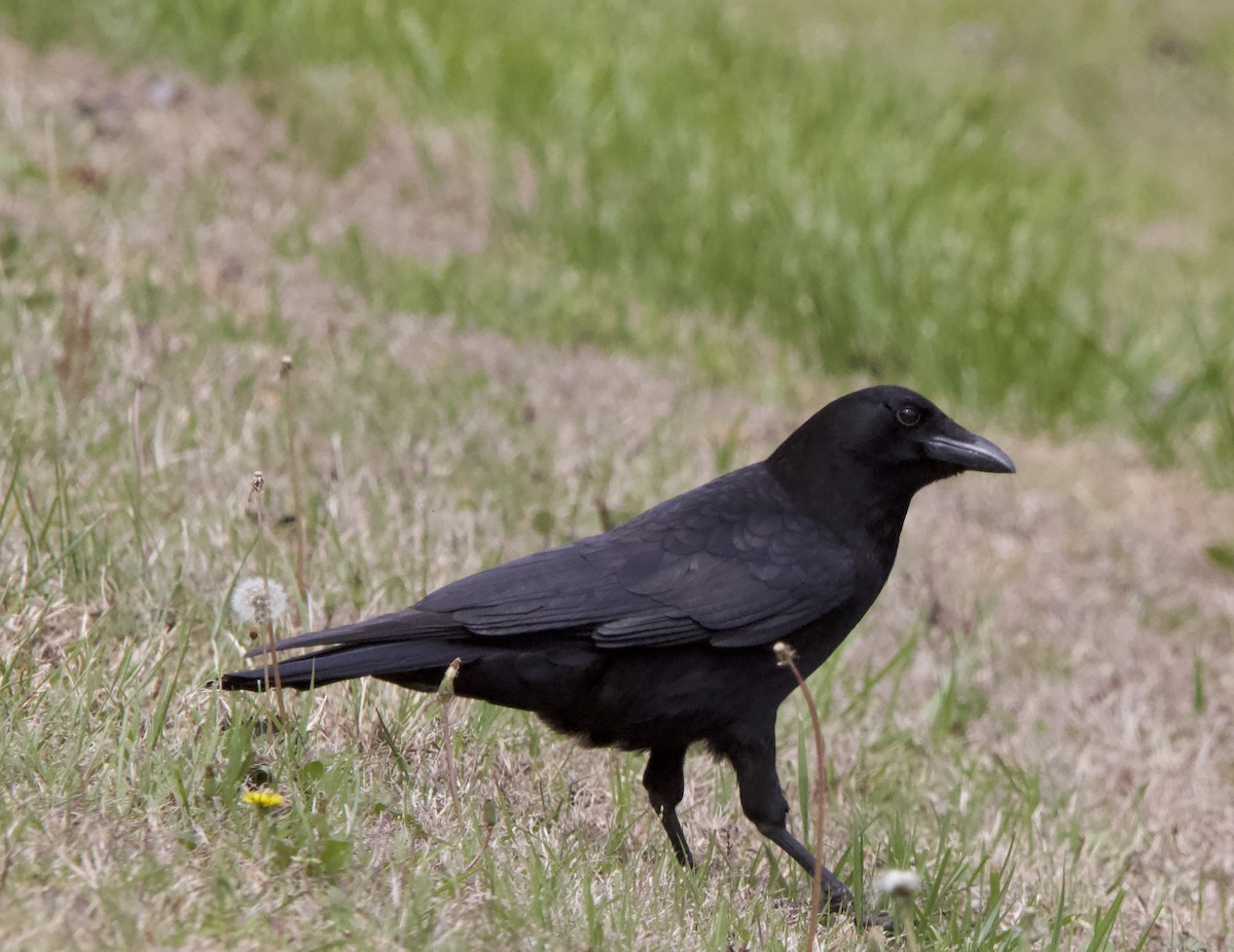 Fish Crow - ML634106677