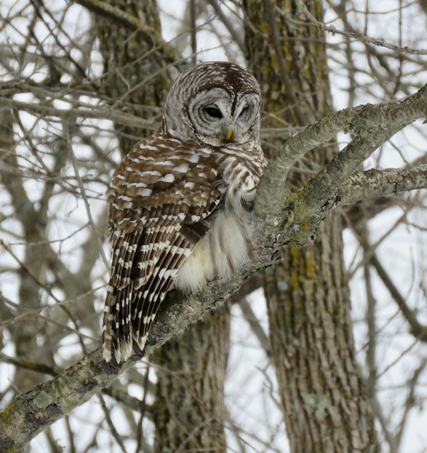 Barred Owl - ML634106835