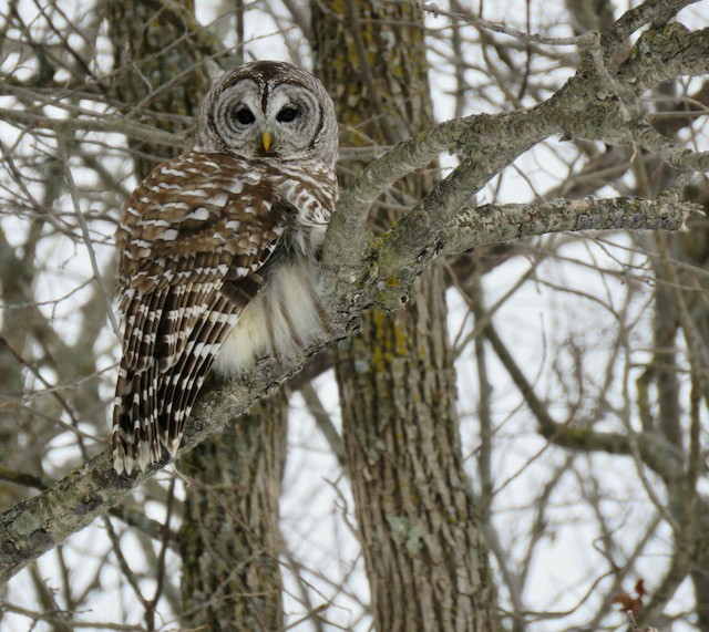 Barred Owl - ML634106836