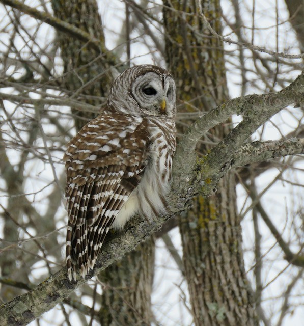 Barred Owl - ML634106838