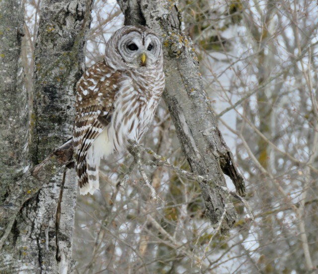Barred Owl - ML634106839